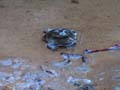 Zion - Canyon Tree Frog